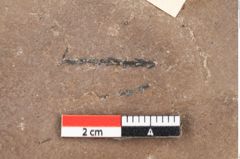 Foto (Detailsansicht) von Quercus palaeoilex Ettingshausen (NHMW-GEO-2024-0188-0752)